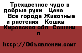 Трёхцветное чудо в добрые руки › Цена ­ 100 - Все города Животные и растения » Кошки   . Кировская обл.,Сошени п.